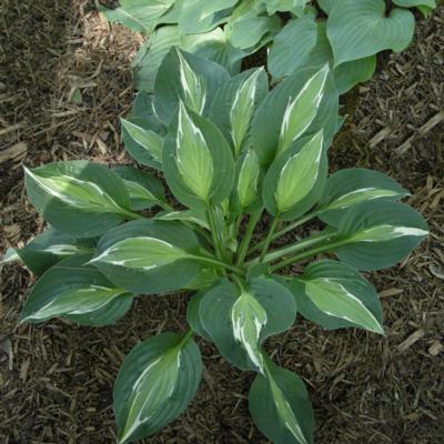Hosta 'Snake Eyes' Hosta 'Snake Eyes'